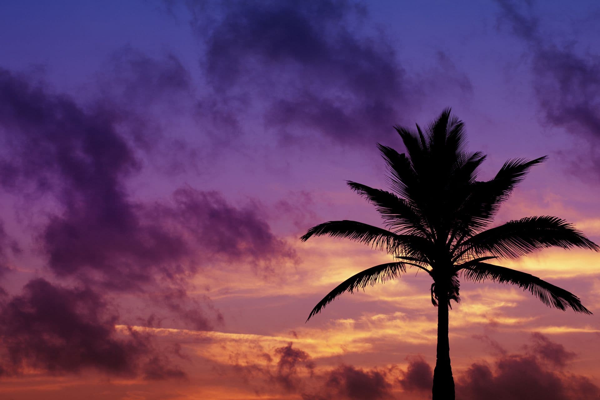 Palm Trees