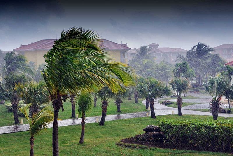 Hurricane Storm and palm trees